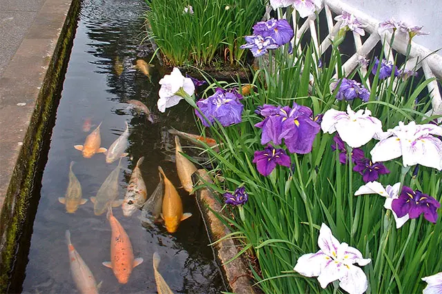 静謐（せいひつ）な時の流れの中にたたずむ、山陰の小京都。【津和野の