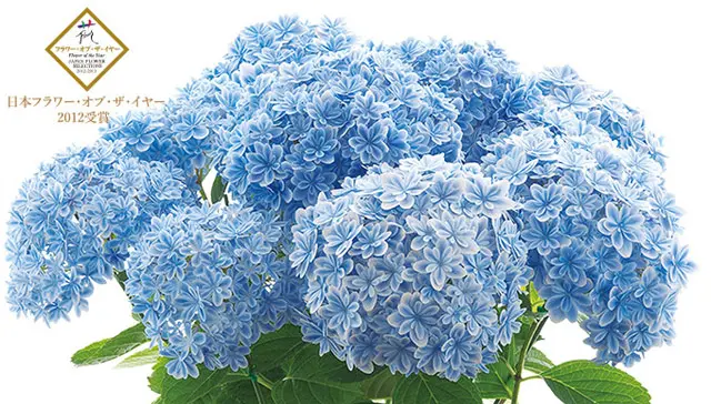 島根県アジサイ研究会／島根県】一鉢だけで花束みたい！ 無数の花びら