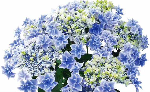 島根県アジサイ研究会／島根県】一鉢だけで花束みたい！ 無数の花びら