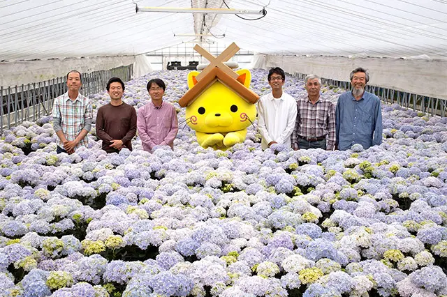 島根県アジサイ研究会／島根県】一鉢だけで花束みたい！ 無数の花びら