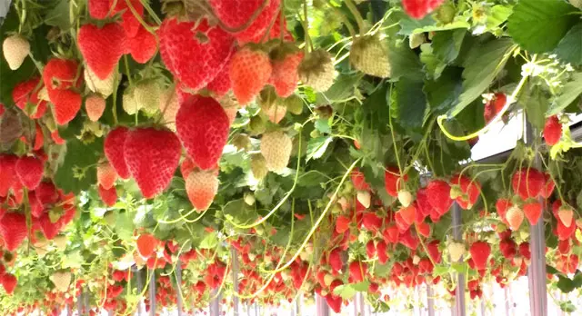 安全で美味しい農産物の証明・「美味しまね認証」を取得している、島根