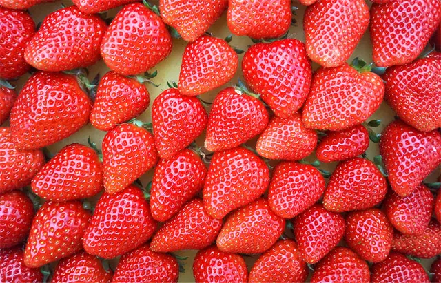 安全で美味しい農産物の証明・「美味しまね認証」を取得している、島根