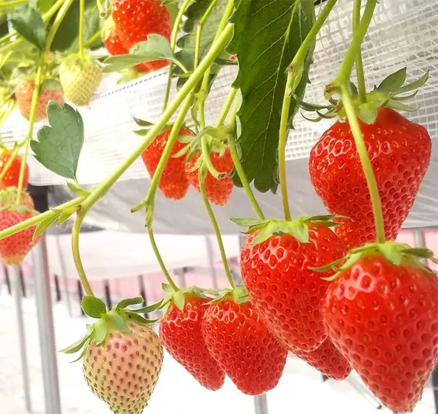 安全で美味しい農産物の証明・「美味しまね認証」を取得している、島根