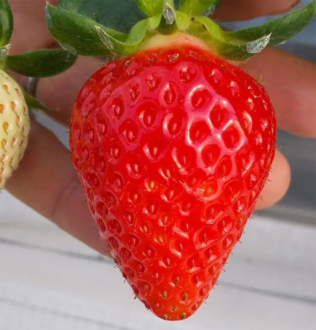 安全で美味しい農産物の証明・「美味しまね認証」を取得している、島根