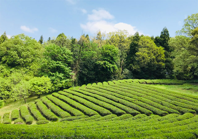 『藤原茶問屋』の有機栽培茶園