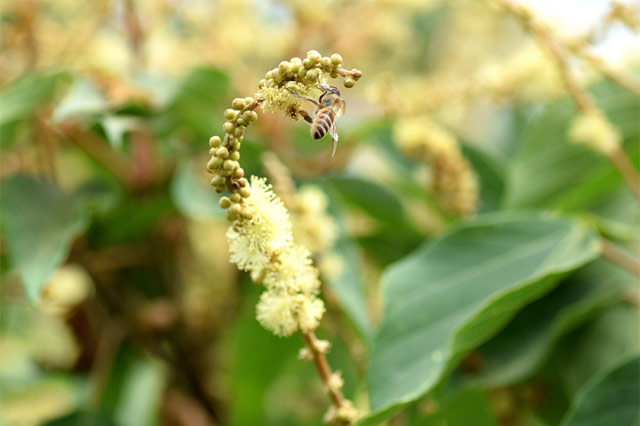 アカメガシワの花には、ミツバチがたくさん集う