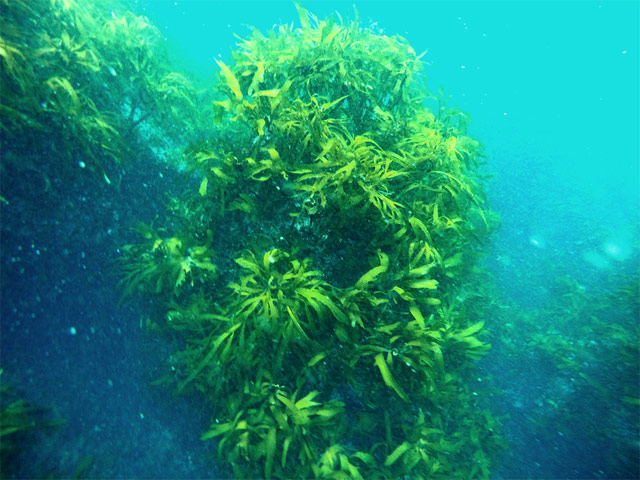 カジメ（海藻）