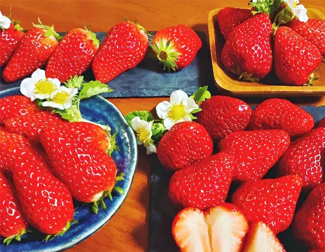 イチゴは「農園の直売」が美味しい！ 採れたての甘さとジューシーさに