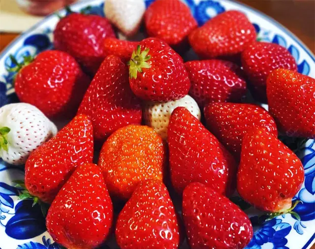 イチゴは「農園の直売」が美味しい！ 採れたての甘さとジューシーさに
