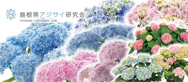 まるで花束！ 華麗でゴージャスな「島根県オリジナル・アジサイ