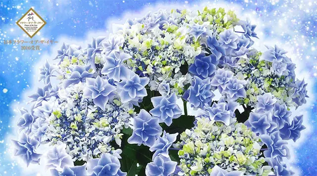 まるで花束！ 華麗でゴージャスな「島根県オリジナル・アジサイ