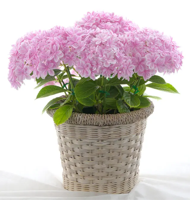 まるで花束！ 華麗でゴージャスな「島根県オリジナル・アジサイ