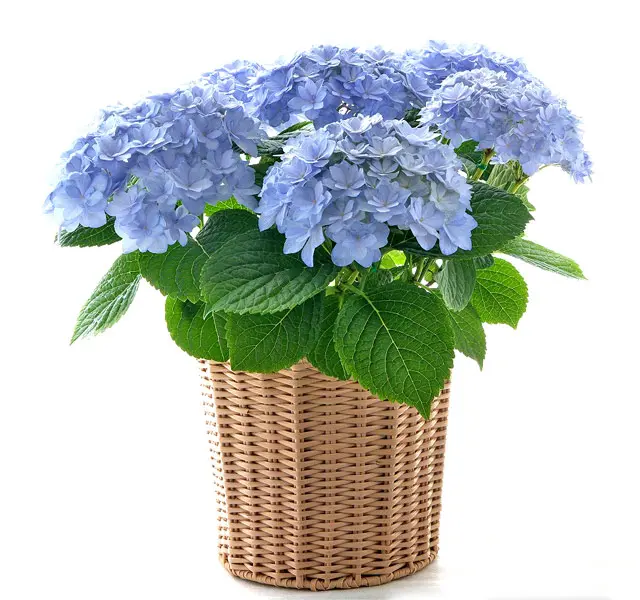 まるで花束！ 華麗でゴージャスな「島根県オリジナル・アジサイ