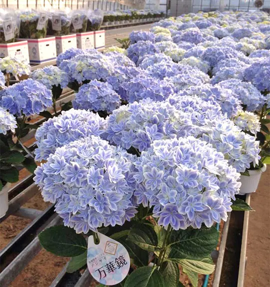 まるで花束！ 華麗でゴージャスな「島根県オリジナル・アジサイ