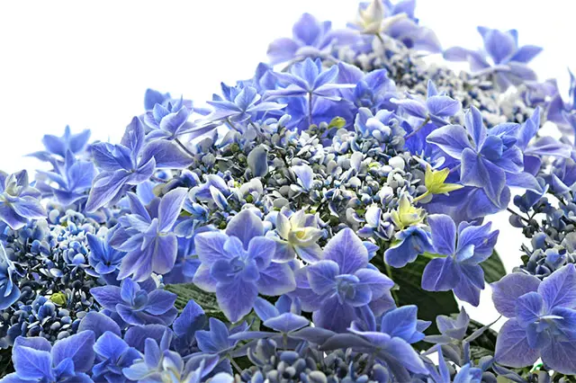 華やかな覆輪紫陽花 華やかな覆輪紫陽花