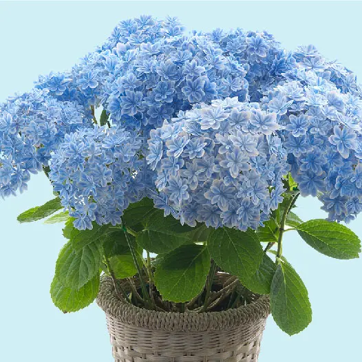 まるで花束！ 華麗でゴージャスな「島根県オリジナル・アジサイ