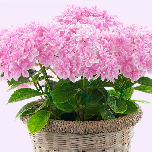 まるで花束！ 華麗でゴージャスな「島根県オリジナル・アジサイ