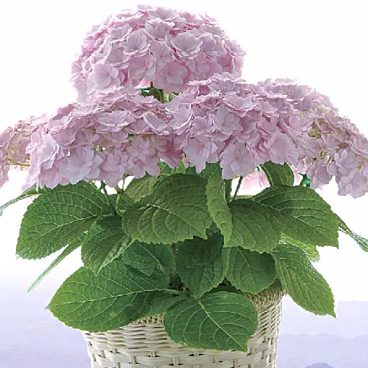 まるで花束！ 華麗でゴージャスな「島根県オリジナル・アジサイ