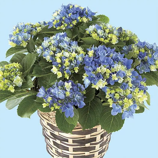 まるで花束！ 華麗でゴージャスな「島根県オリジナル・アジサイ