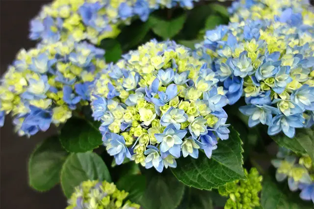 華やかな覆輪紫陽花 華やかな覆輪紫陽花 華やかな覆輪紫陽花 園芸アジサイ&園芸ユリ