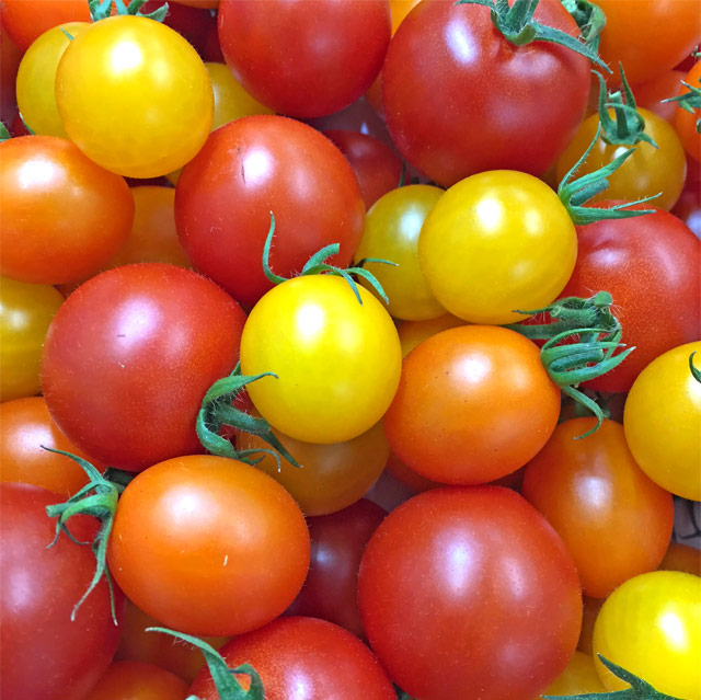 トマトの各種詰め合わせ