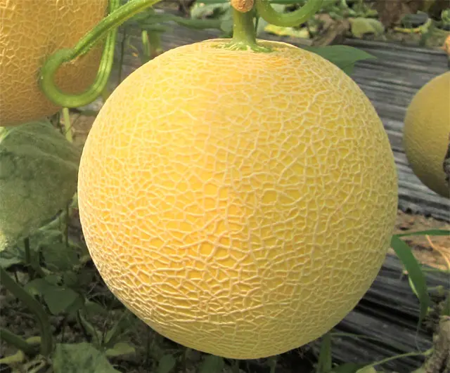 金色の果肉から芳醇な果汁があふれ出す、島根県でしか作られていない幻