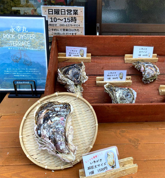 野井の岩牡蠣