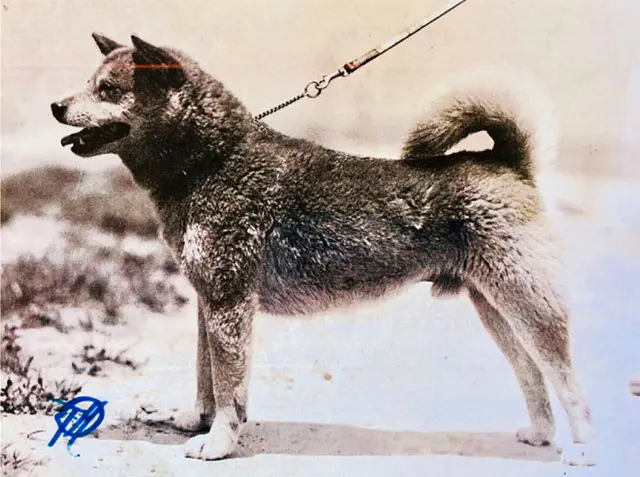 すべての柴犬の先祖になった、島根県出身の純日本犬。【石号／島根県