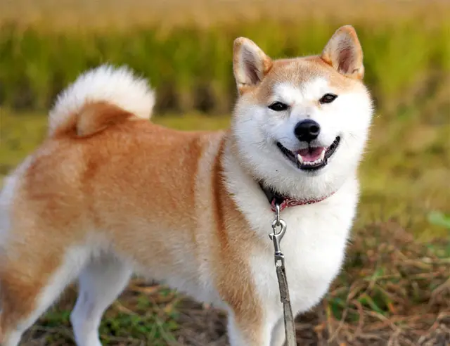 すべての柴犬の先祖になった、島根県出身の純日本犬。【石号／島根県