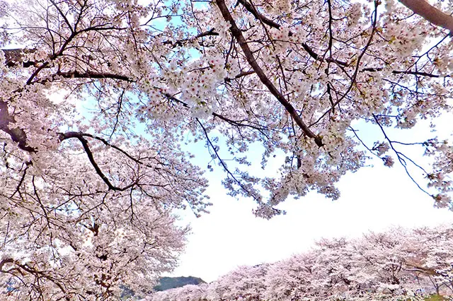 日本さくら名所100選”の桜並木が目の前！ 創作会席が評判の気さくな