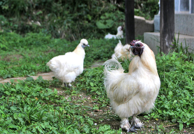 烏骨鶏とのふれあい