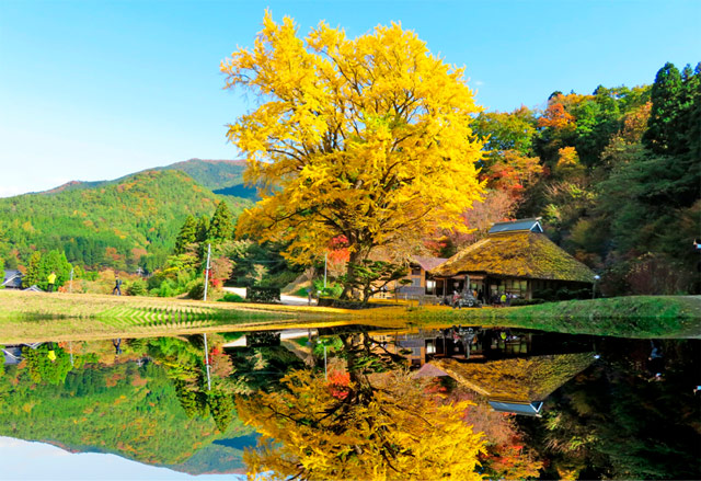 金言寺の大イチョウ