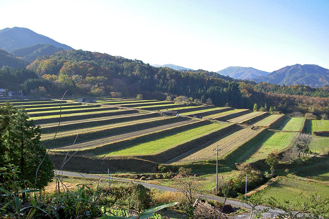 昔ながらの棚田