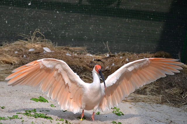 とても臆病な鳥