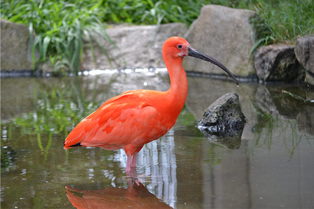 ショウジョウトキ