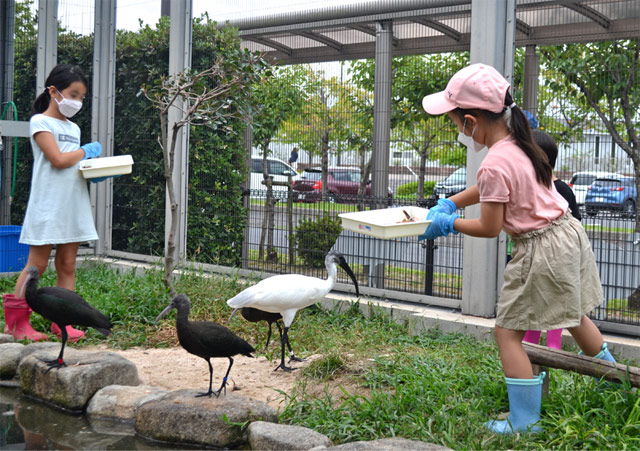 トキ近似種へのエサやり体験