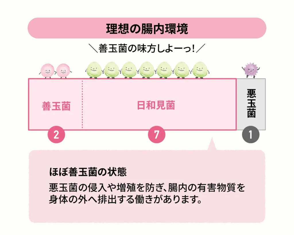 理想の腸内環境：ほぼ善玉菌の状態
悪玉菌の侵入や増殖を防ぎ、腸内の有害物質を身体の外へ排出する働きがあります。