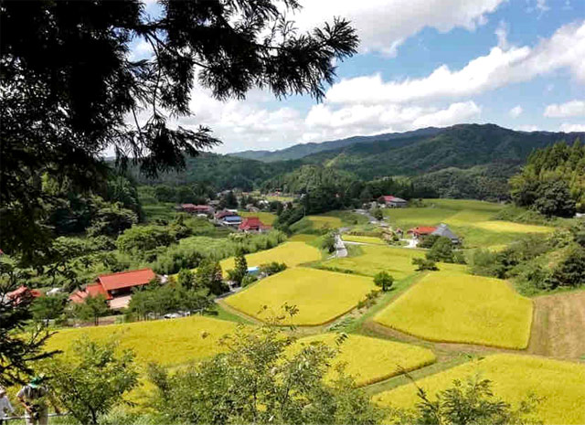 追谷棚田（綿打公園）