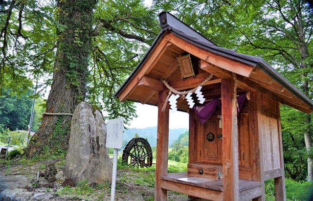 金屋子神社と桂の木