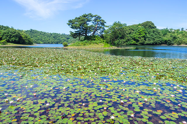 緑豊かな美しい池